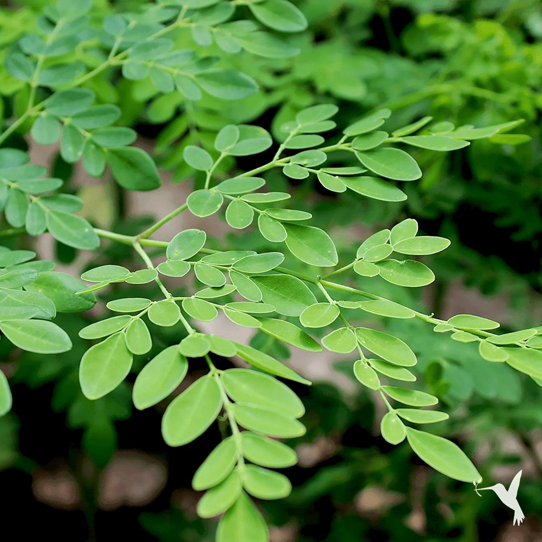 Organic Moringa Oil