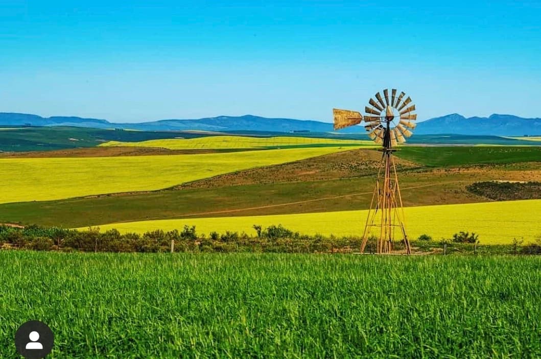 Canola Fields