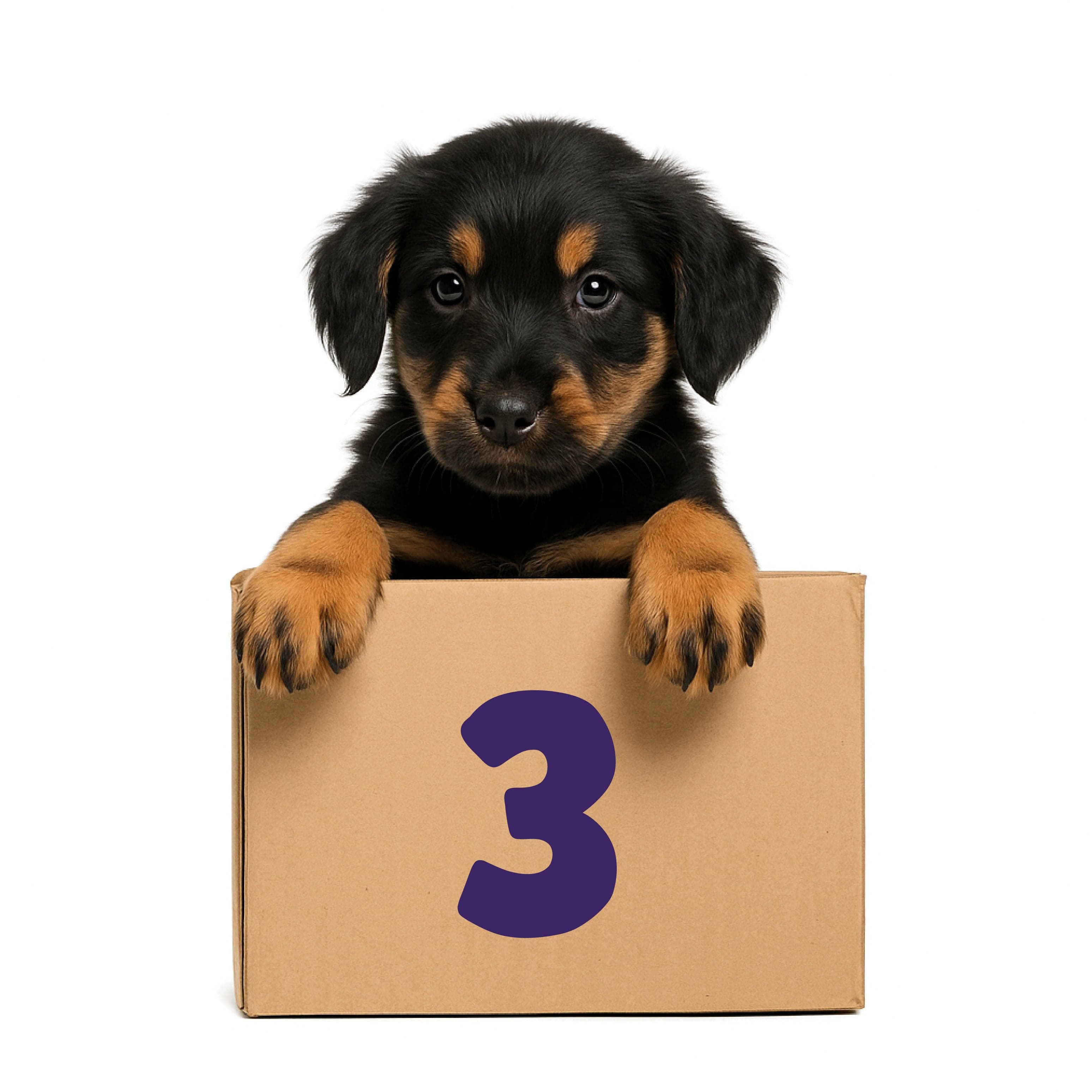 3-Month Pooch Parcel Subscription - R572.50 per month for 3 months