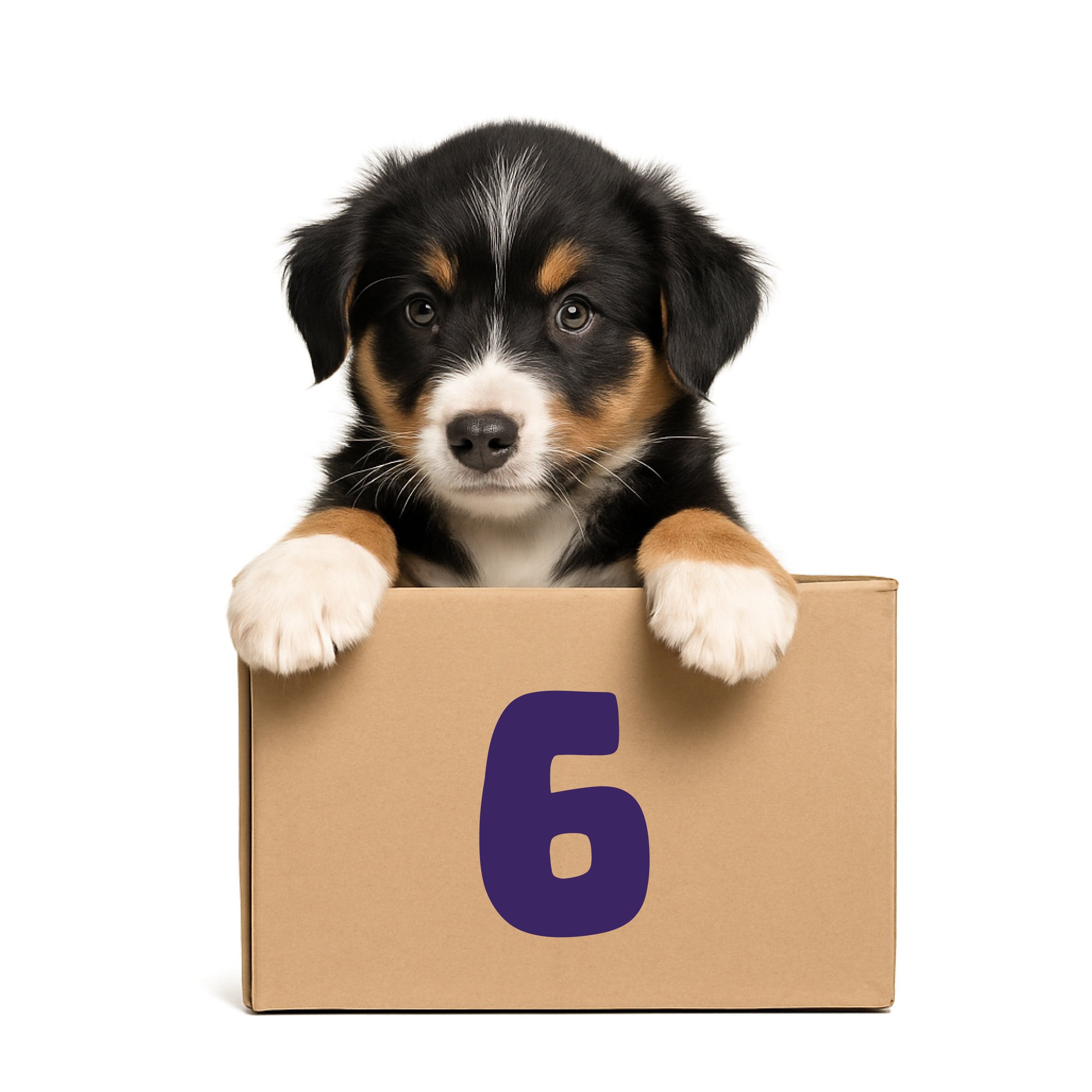 6-Month Pooch Parcel Subscription - R550.00 per month for 6 months