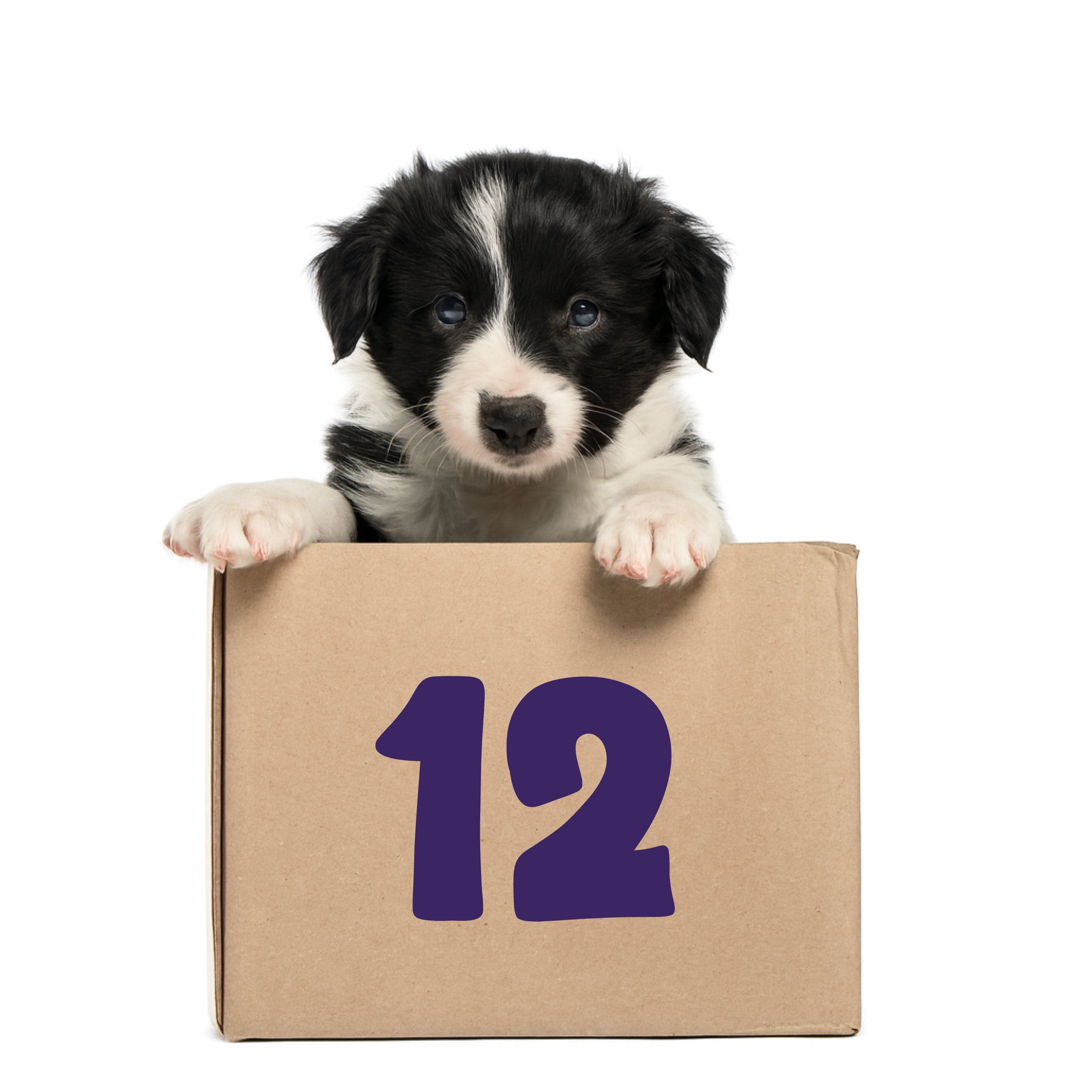 12-Month Pooch Parcel Subscription - R525.00 per month for 12 months
