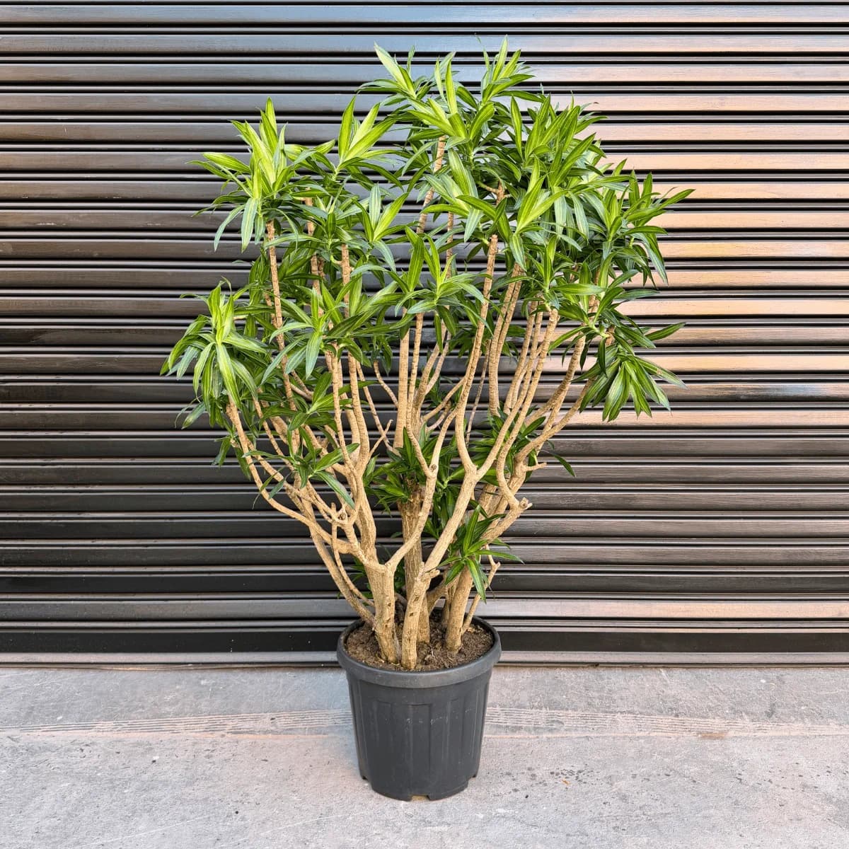 Dragon Tree - Song of Jamaica - Extra Large