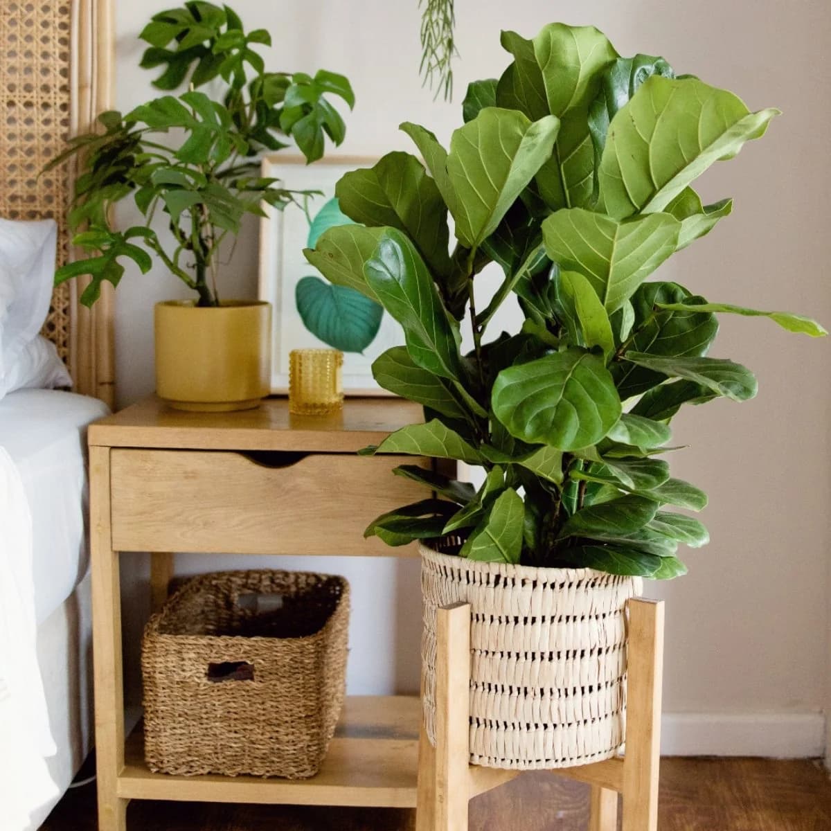 Fiddle Leaf Fig - Large