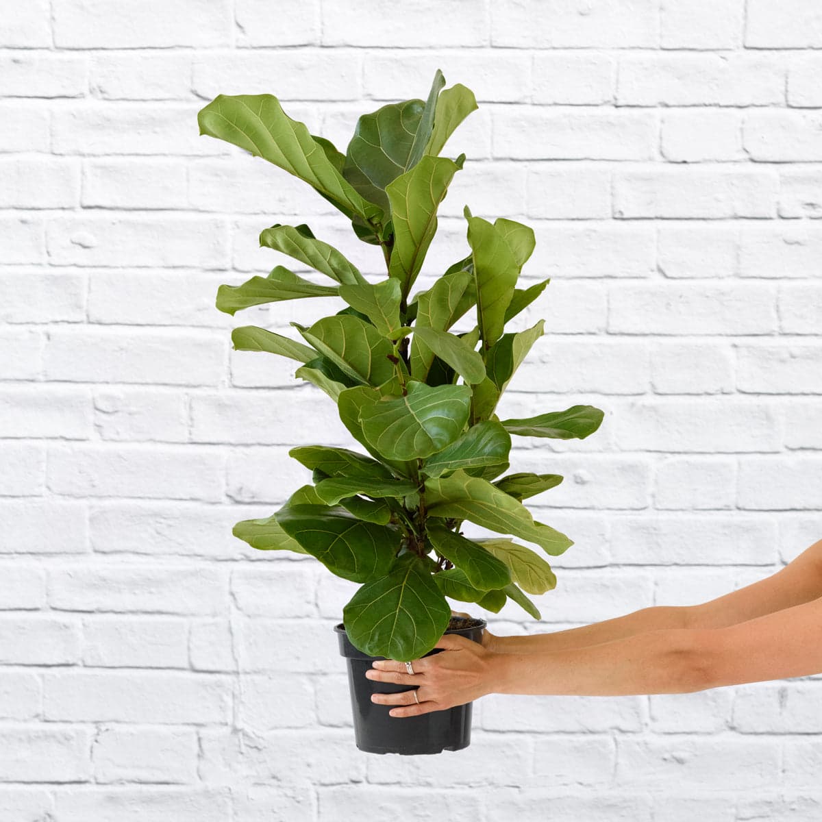 Fiddle Leaf Fig - Medium