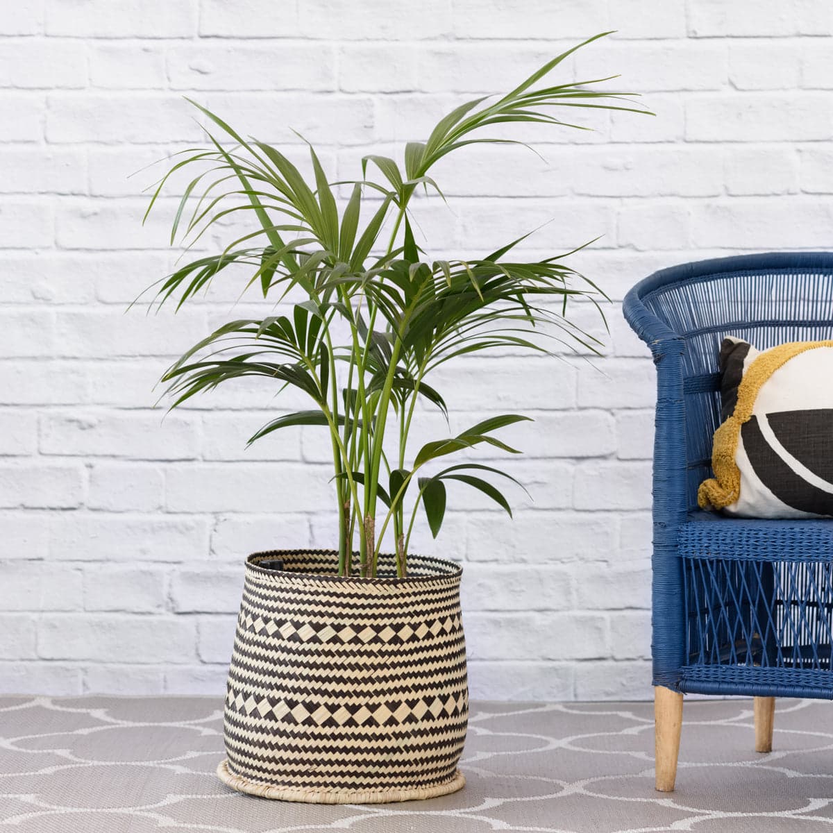 Kentia Palm - Extra Large