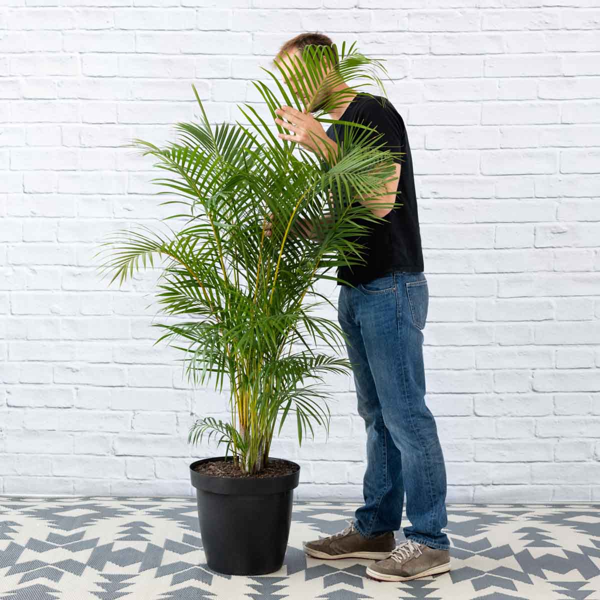 Parlor Palm - Extra Large