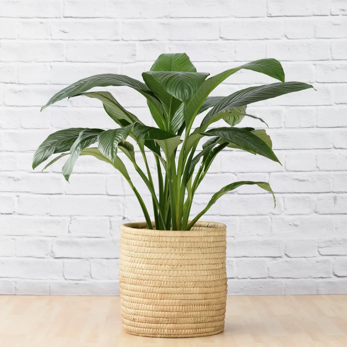 Peace Lily - Sensation - Extra Large