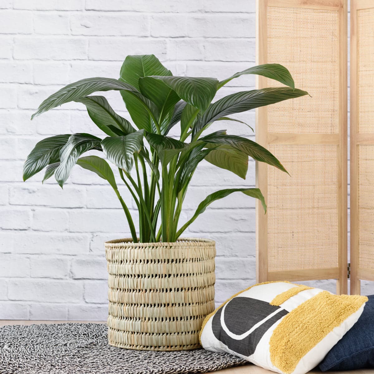 Peace Lily - Sensation - Extra Large