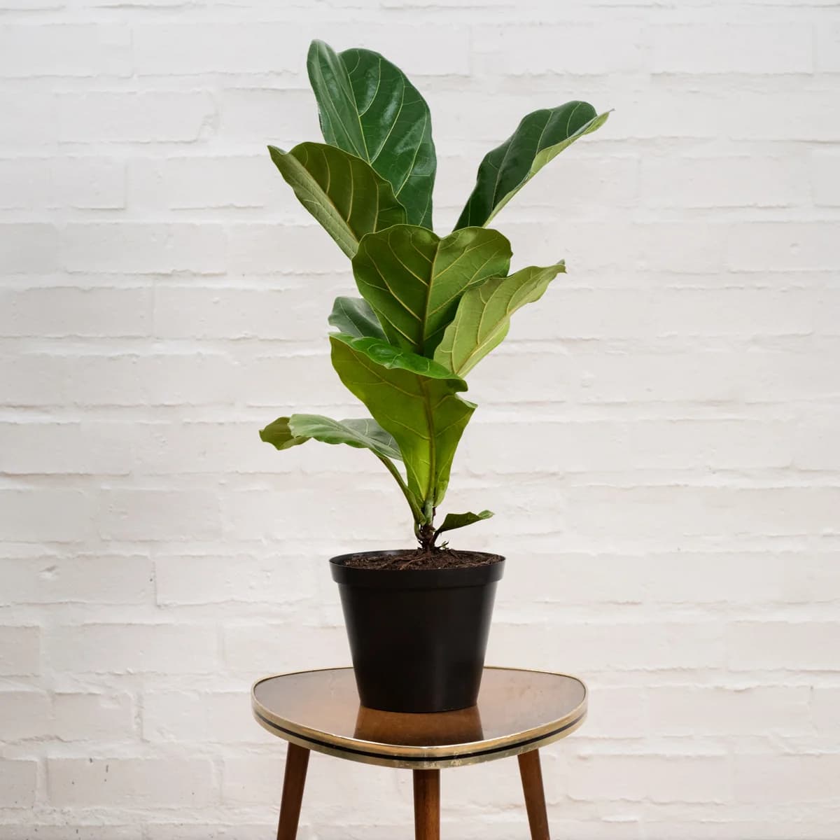 Fiddle Leaf Fig