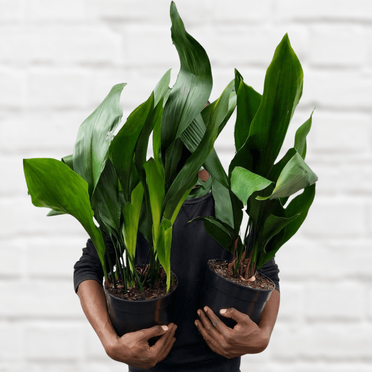 Cast Iron Plant