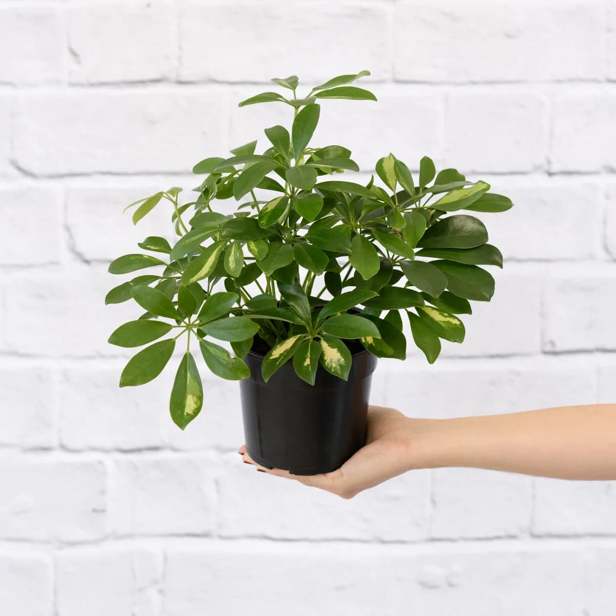 Umbrella Plant