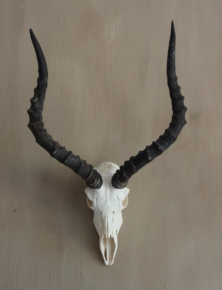 Mounted Wall Hung Impala Full Skull