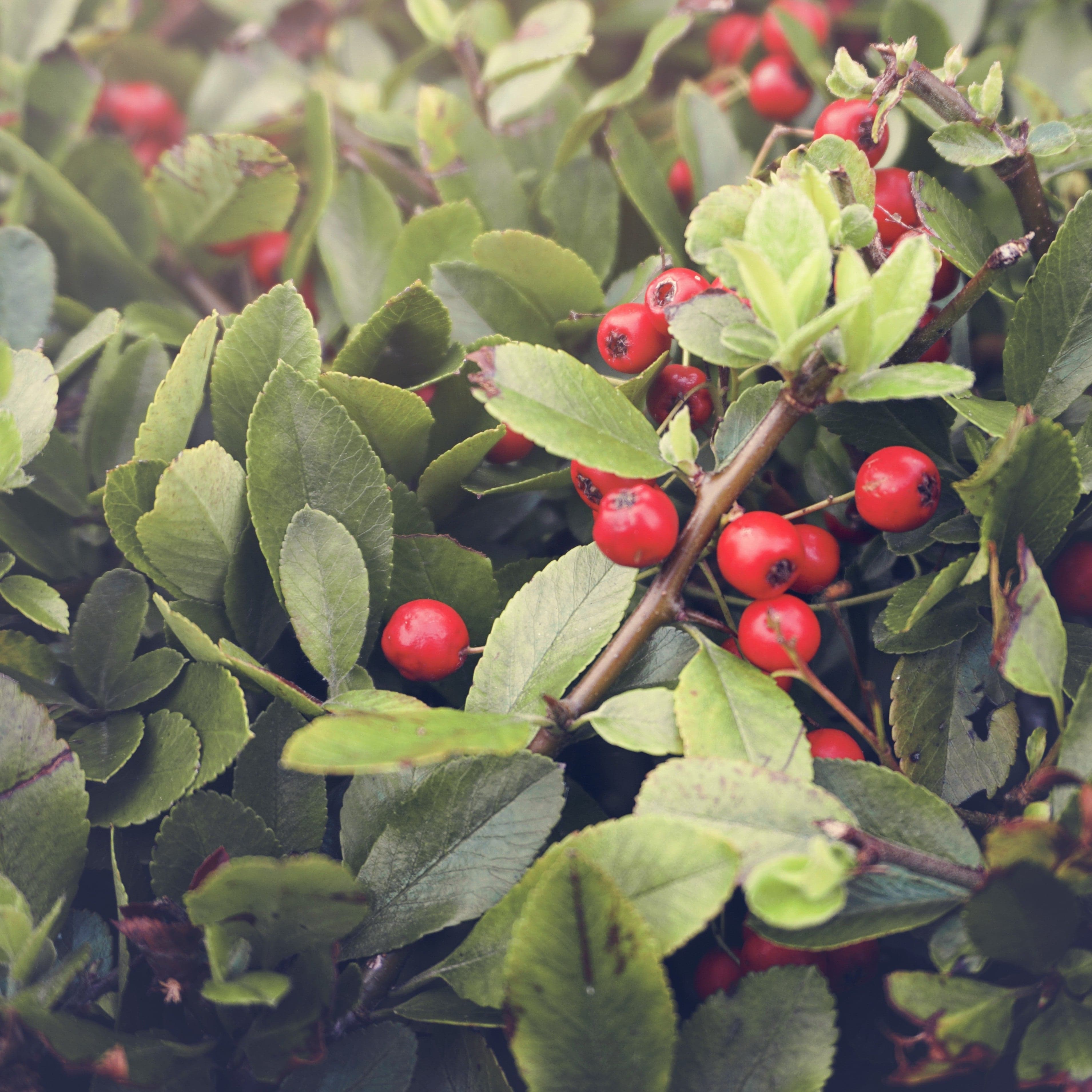 Organic Rosehip Oil – Lesotho