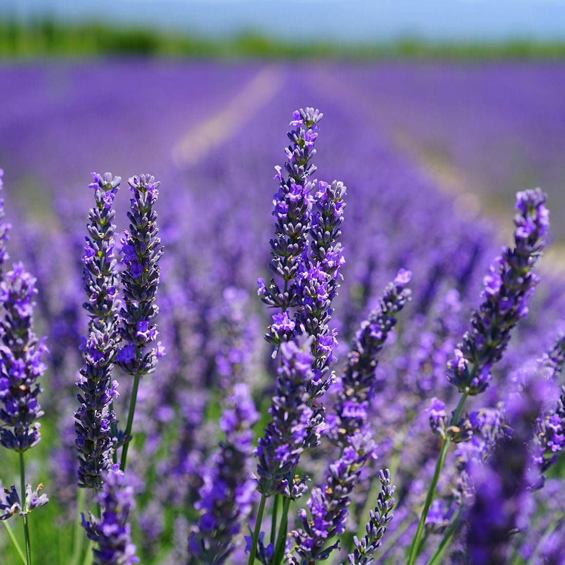 Lavender Oil (Labrialis Lavender)