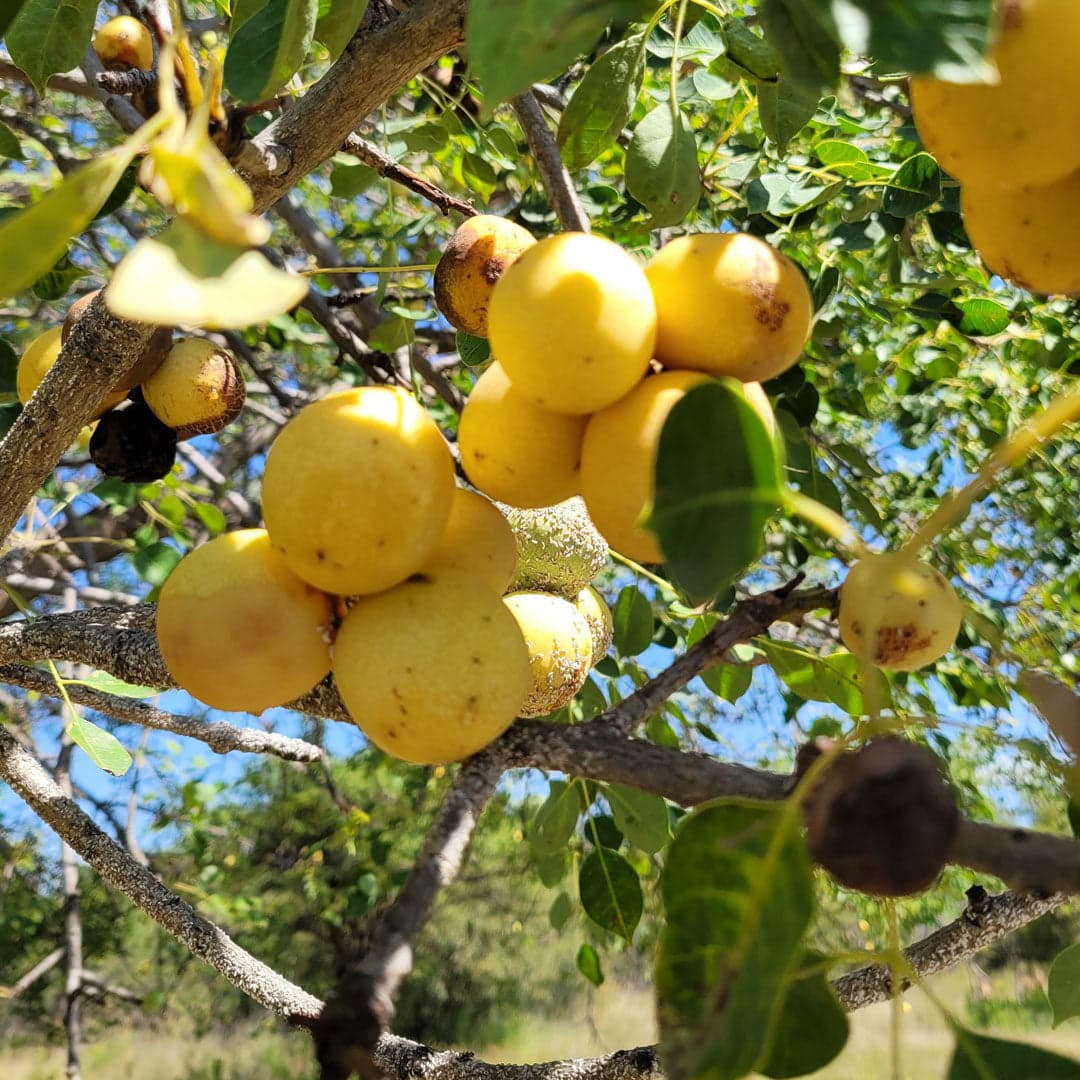 Marula Oil