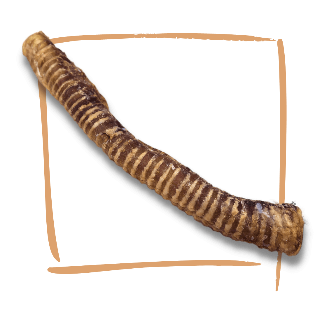 Large Beef Trachea (single piece)