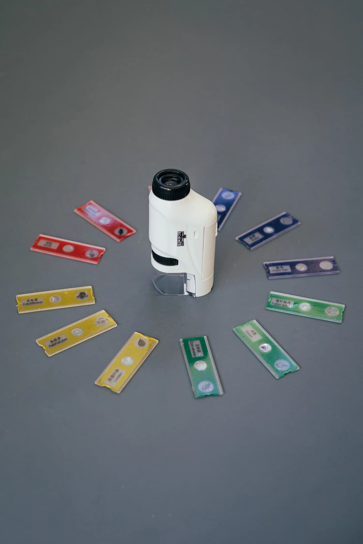 Microscope with Specimen