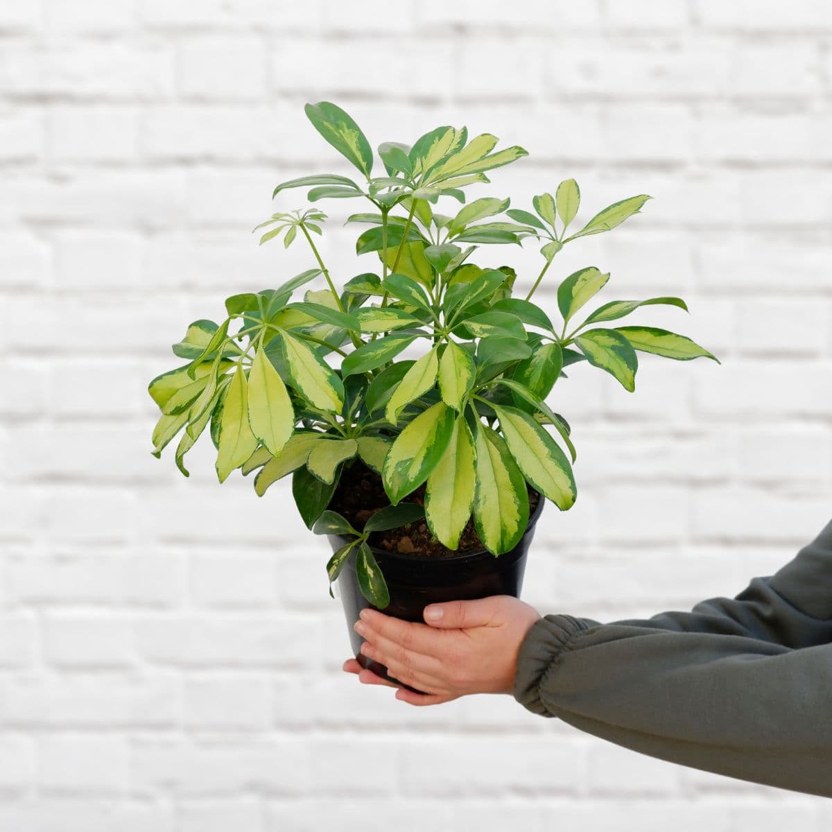 Umbrella Plant - Large