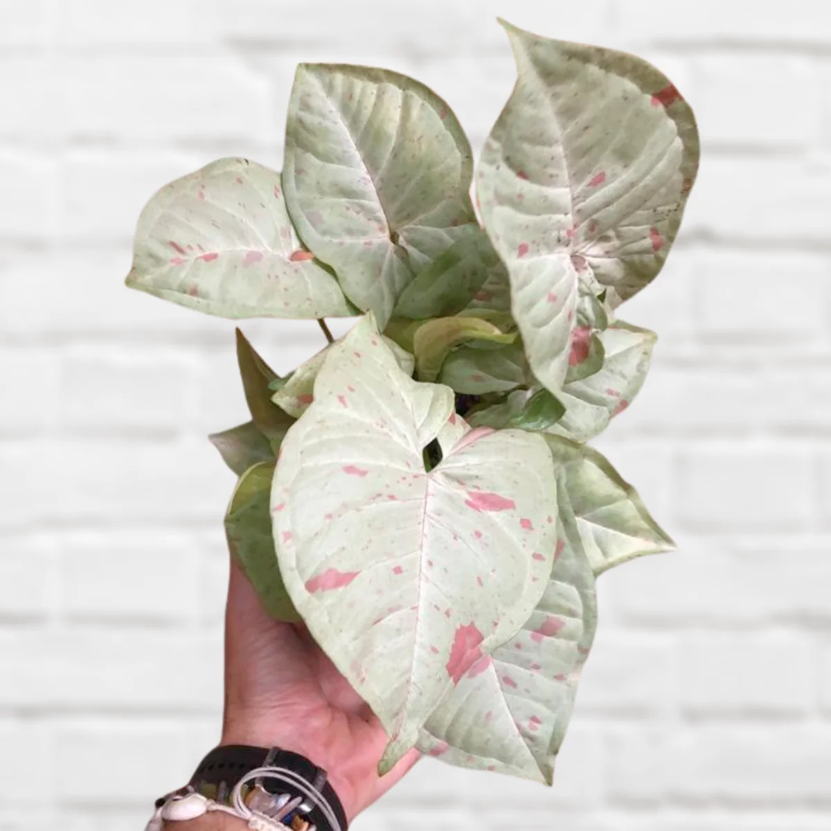 Arrowhead Plant - Confetti