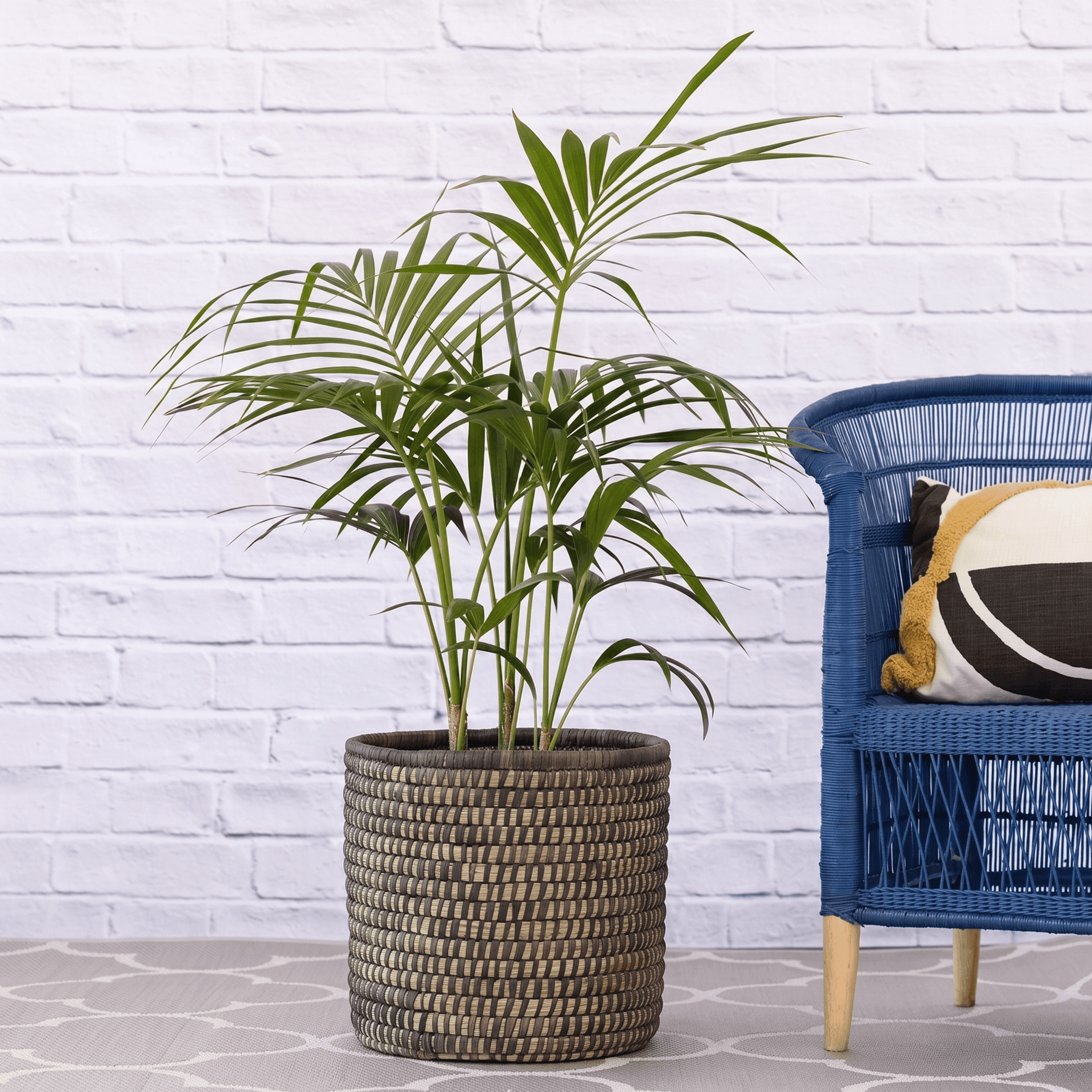 Kentia Palm - Extra Large