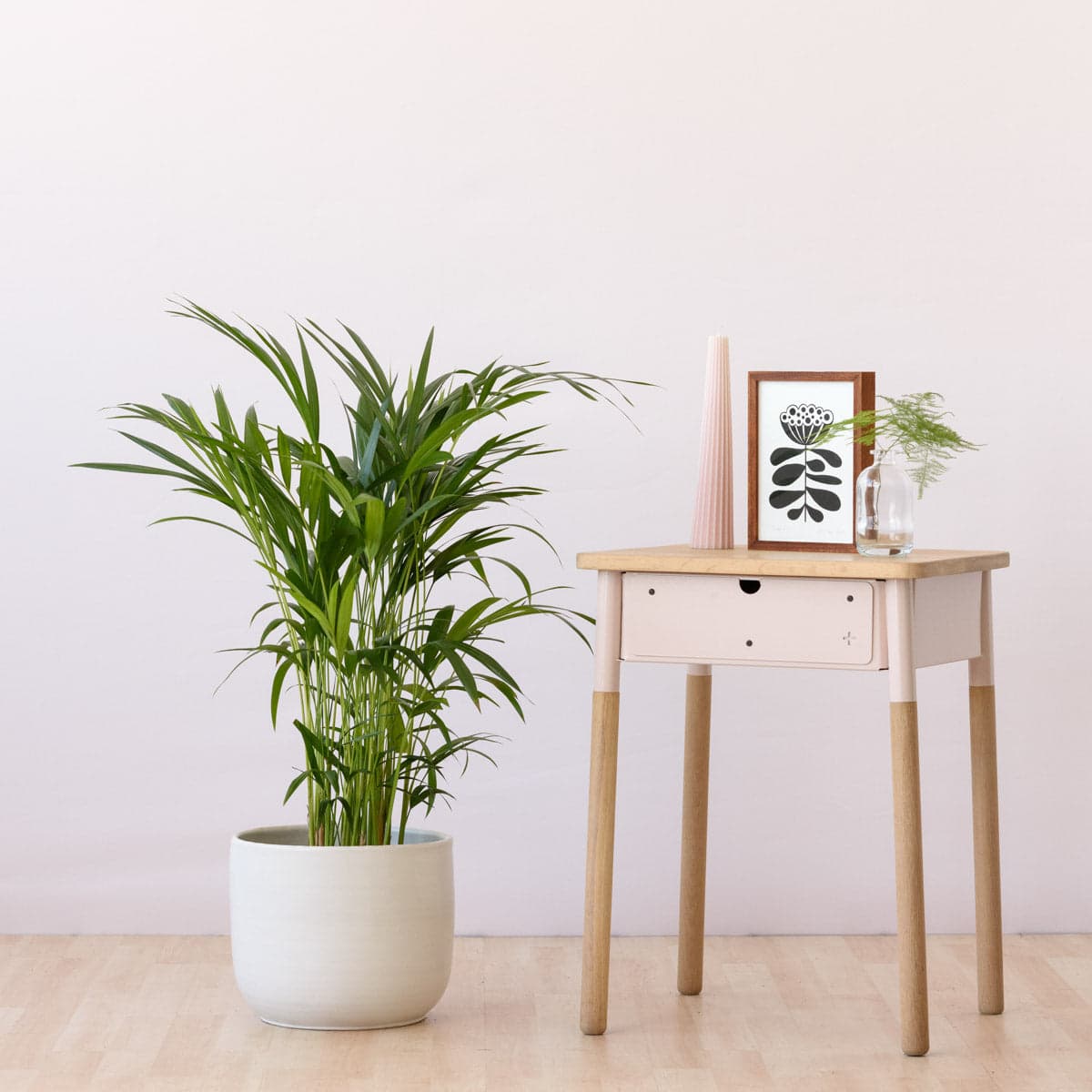 Parlor Palm - Medium
