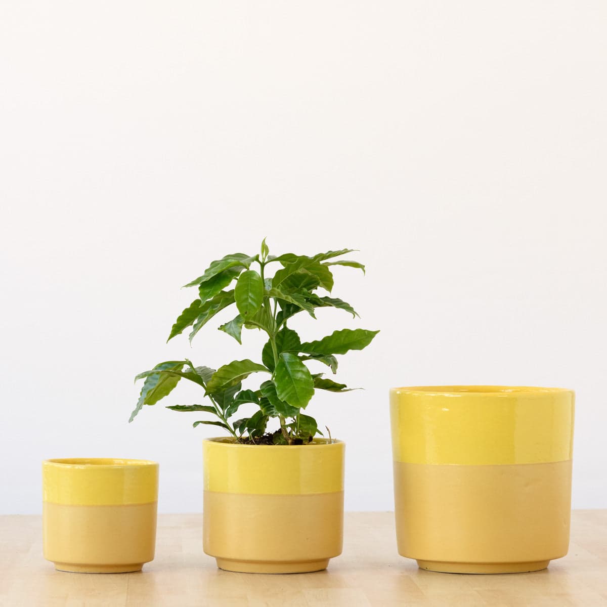 Pastille Planter - Lemon