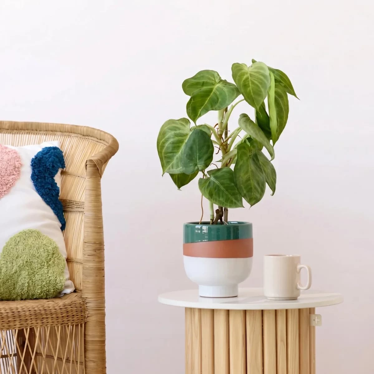 Shing Plinth Planter - Tricolor