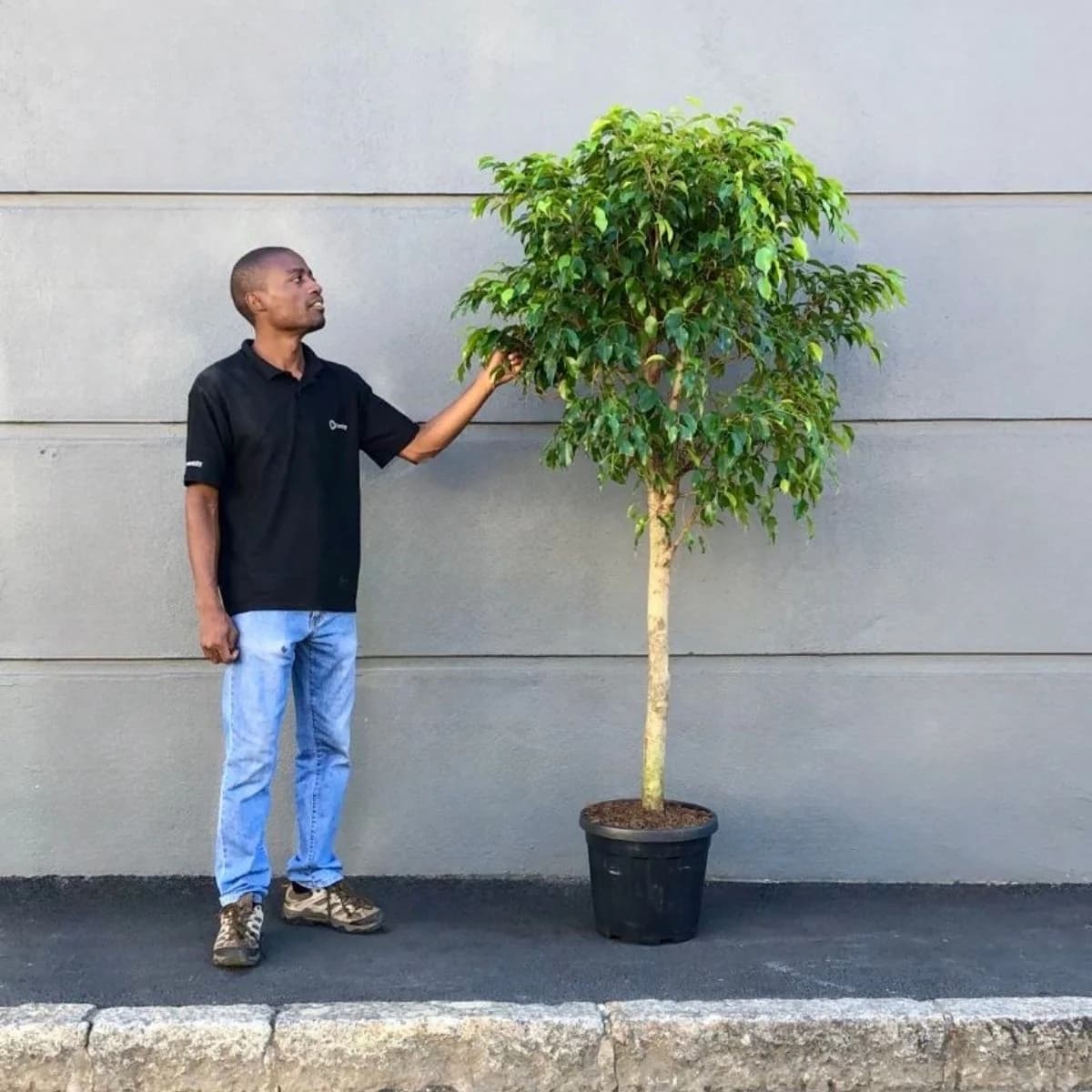 Weeping Fig - Extra Large Lollipop