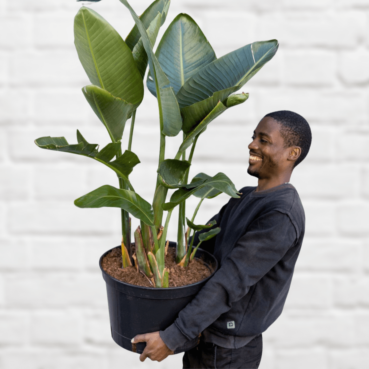 Wild Banana - Extra Large