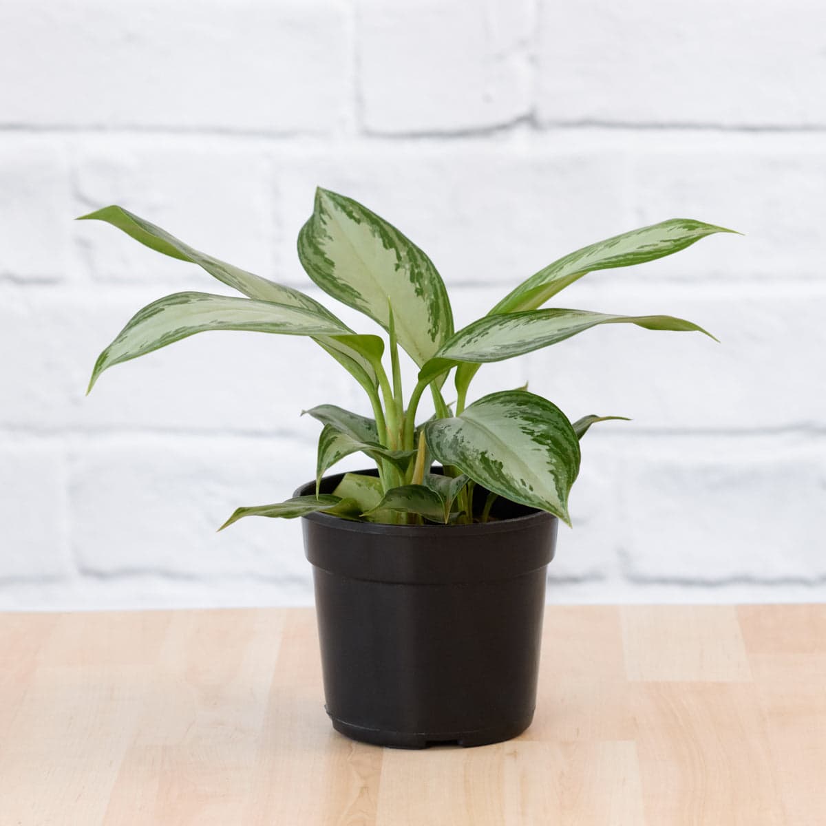 Chinese Evergreen - Silver Bay
