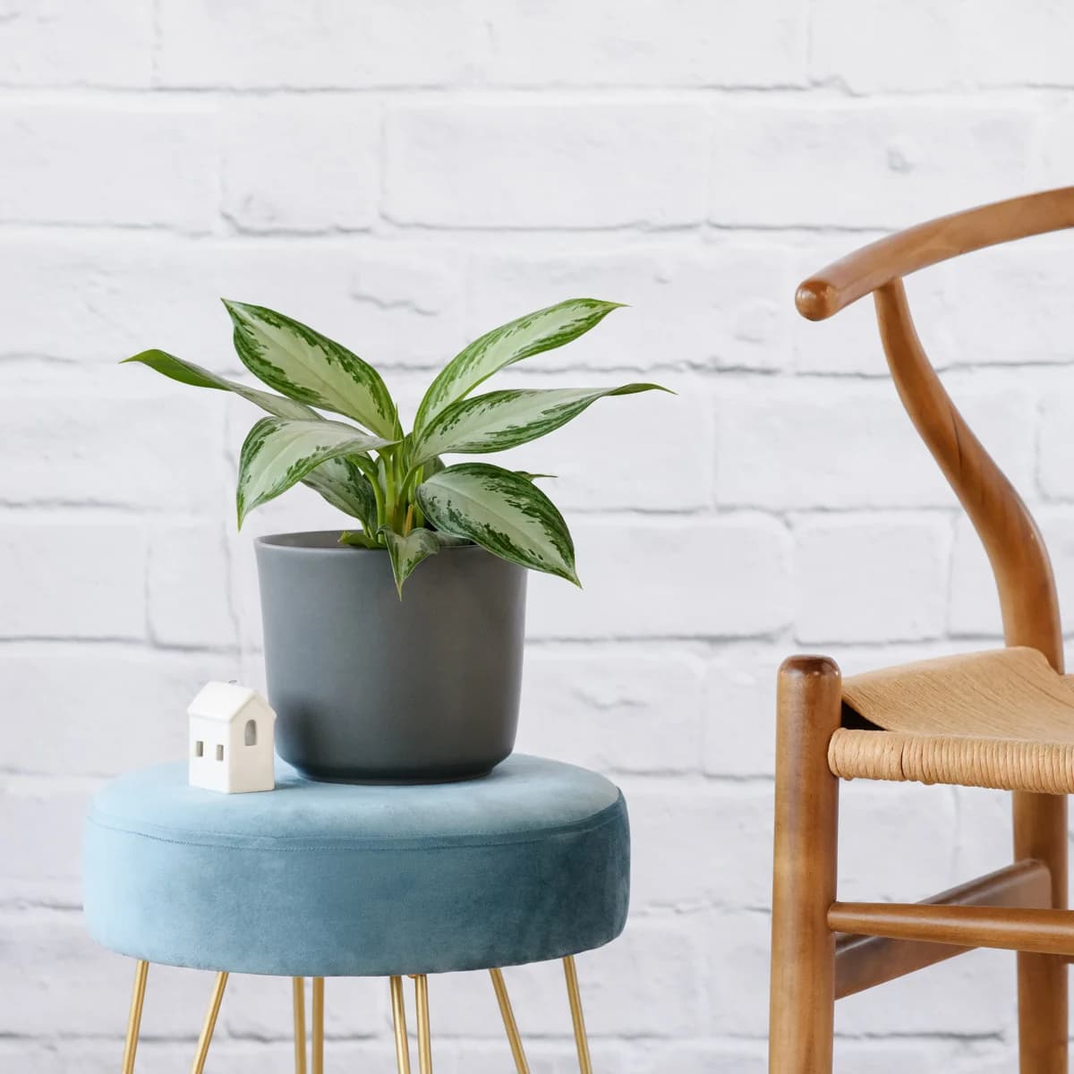 Chinese Evergreen - Silver Bay