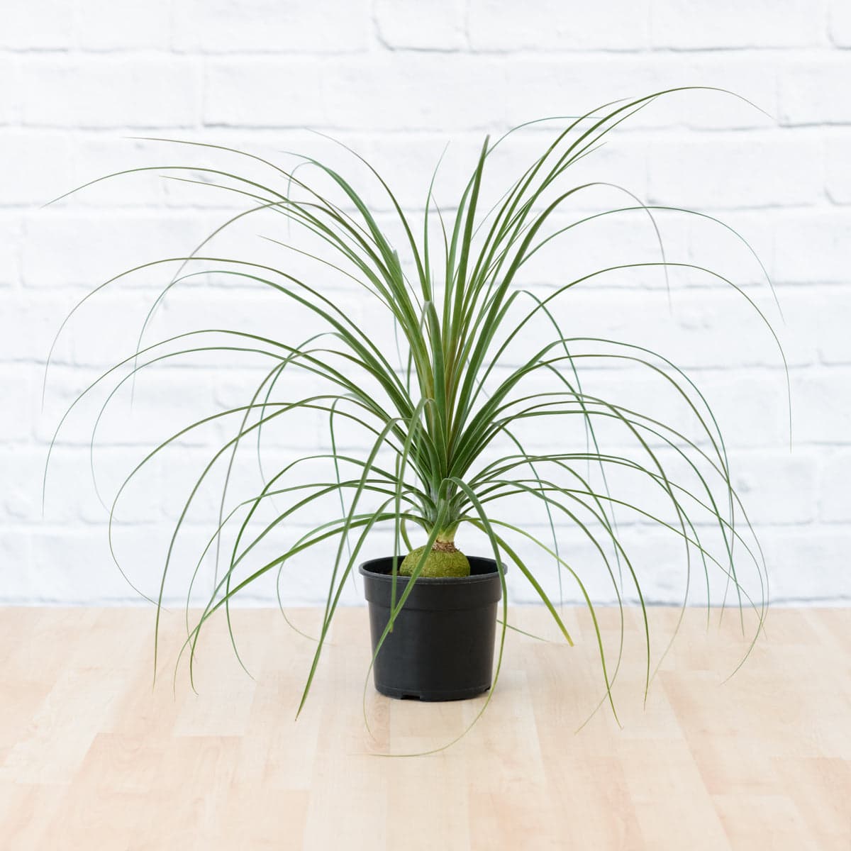 Sprouted Ponytail Palm