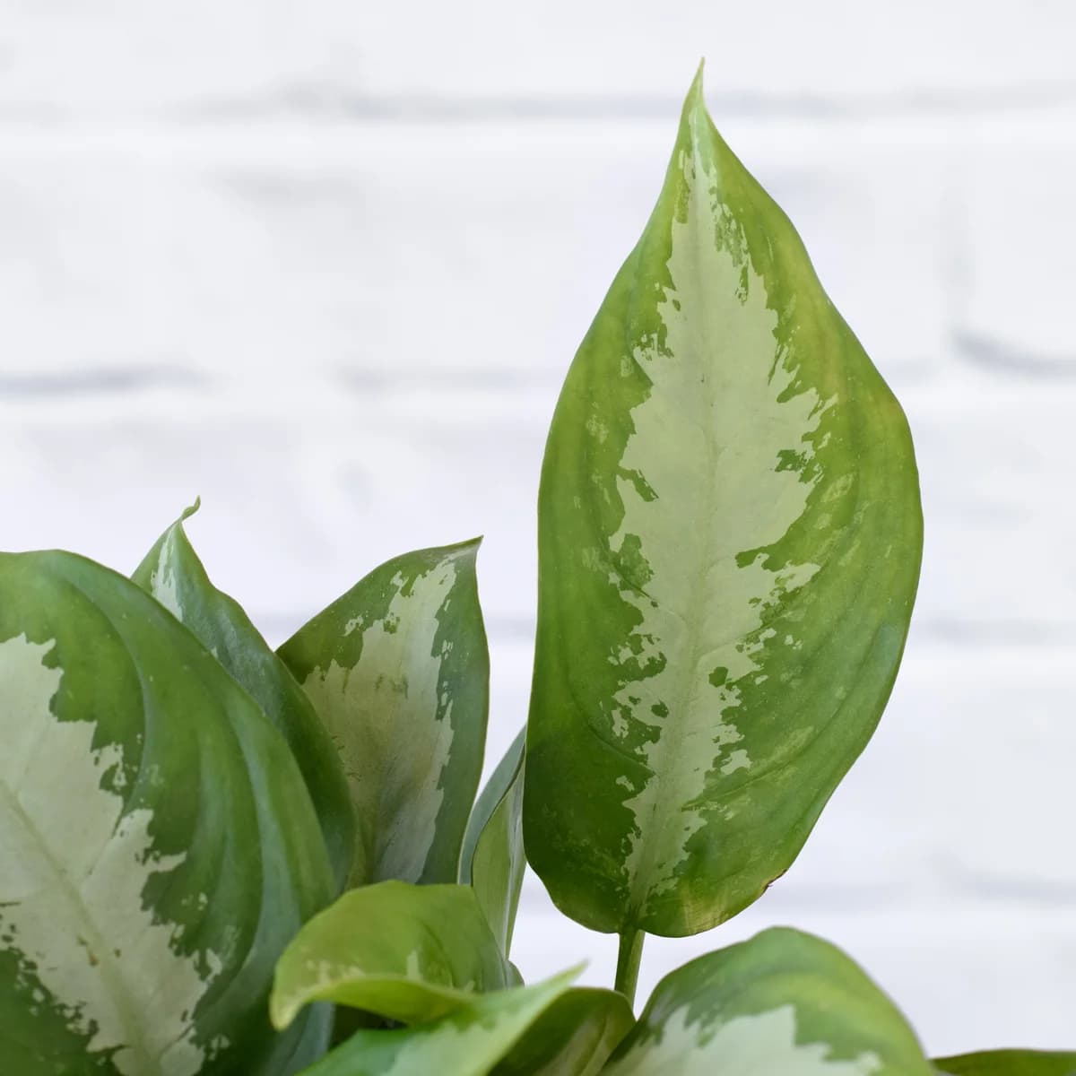 Chinese Evergreen - Pattaya Beauty - Large