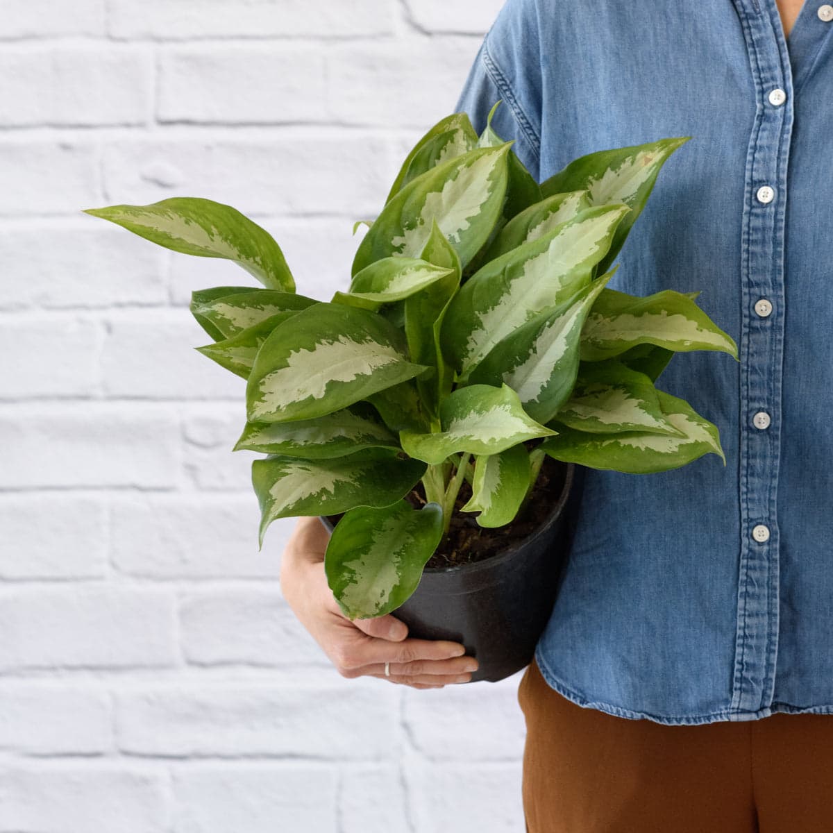 Chinese Evergreen - Pattaya Beauty - Large
