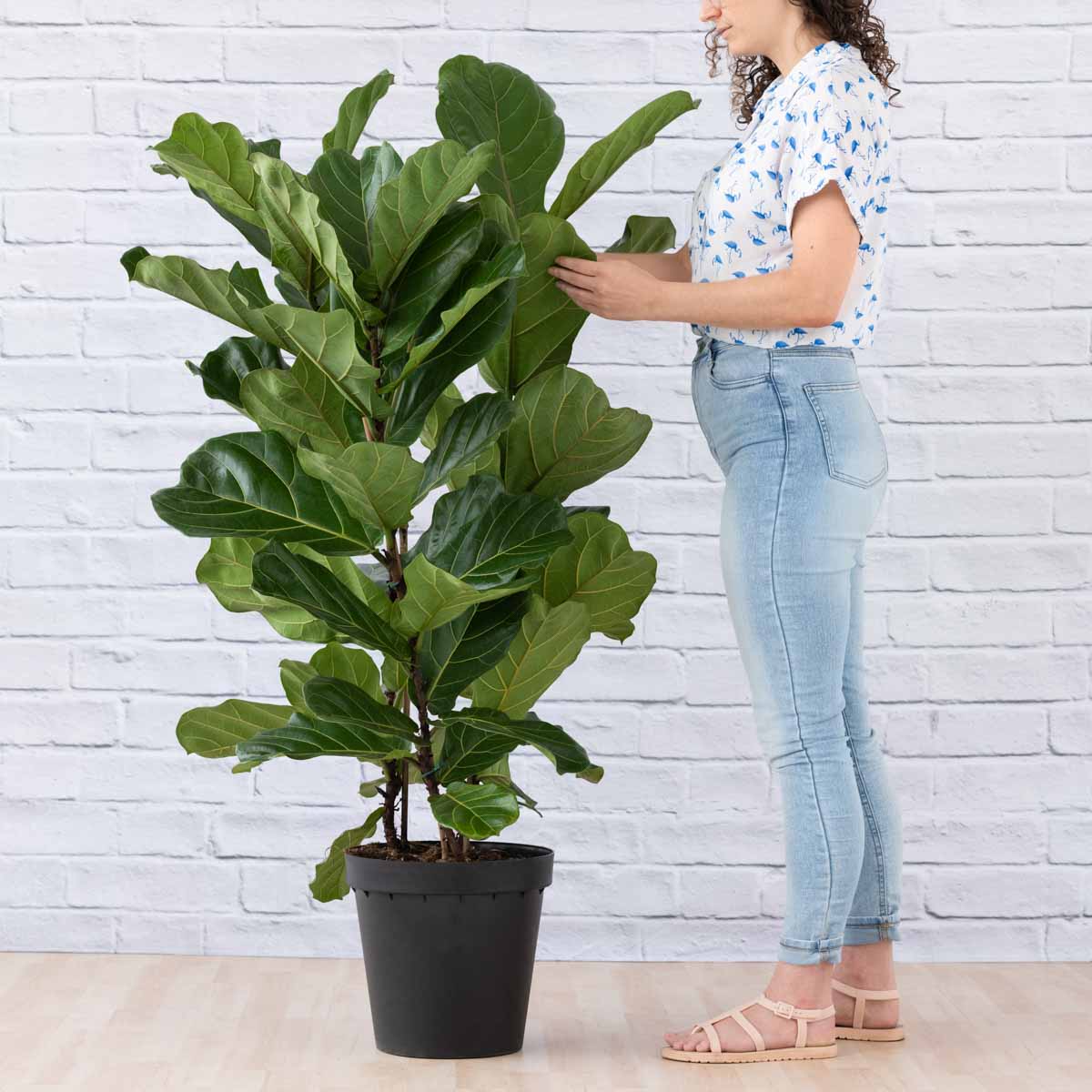 Fiddle Leaf Fig - 3 Stem - Extra Large