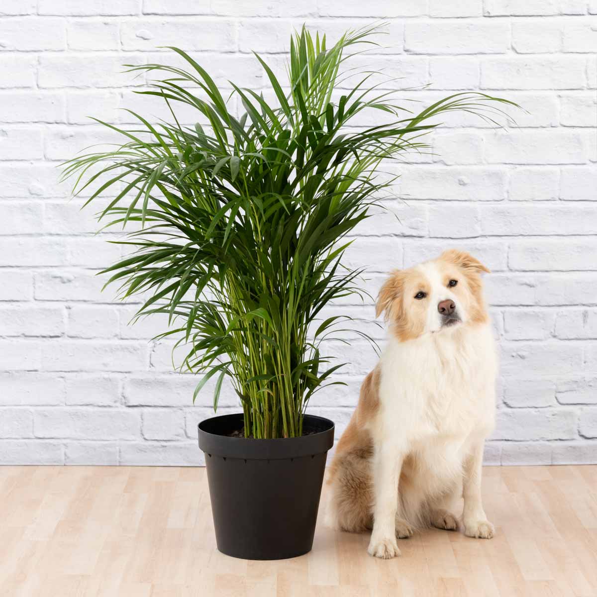 Parlor Palm - Large