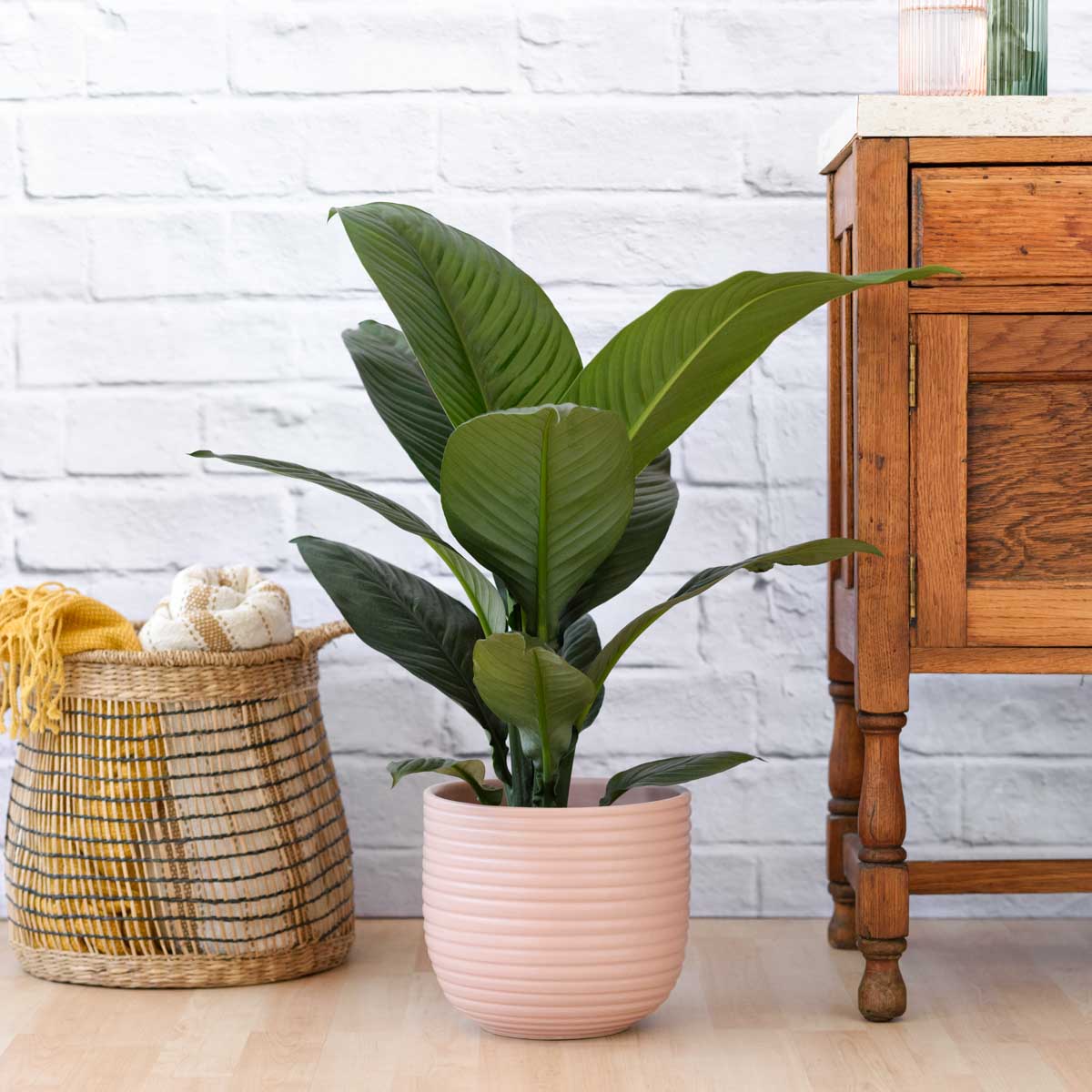 Peace Lily - Sensation