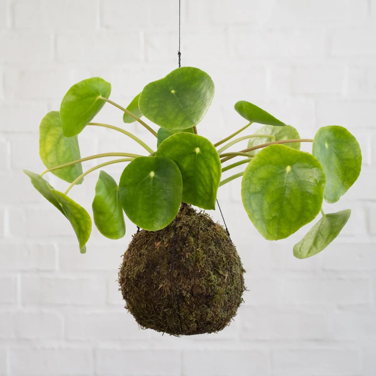 Chinese Money Plant Mossball