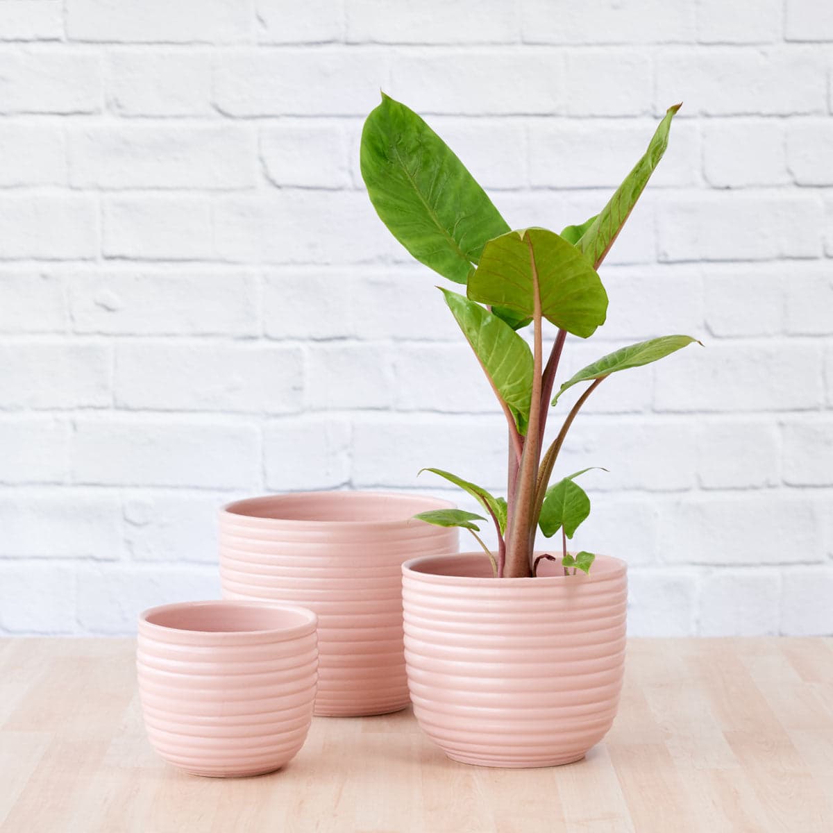 Poodle Planter - Millennial Pink