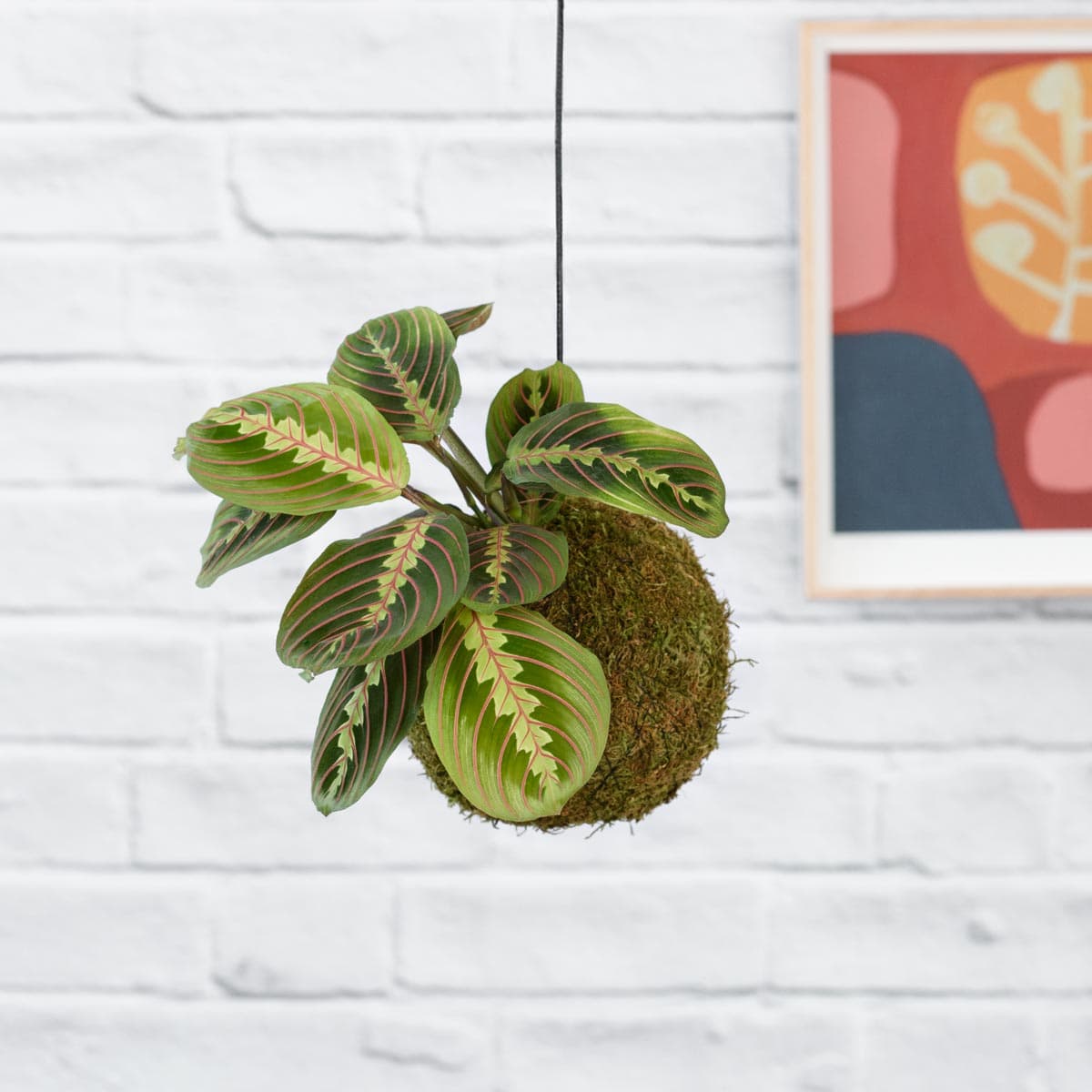Prayer Plant Mossball