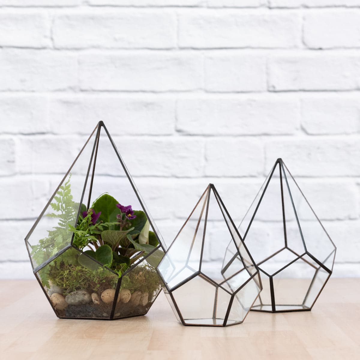 Terrarium - Pentagon