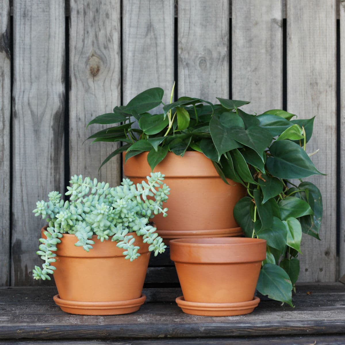 Terracotta Pot & Saucer - Azalea