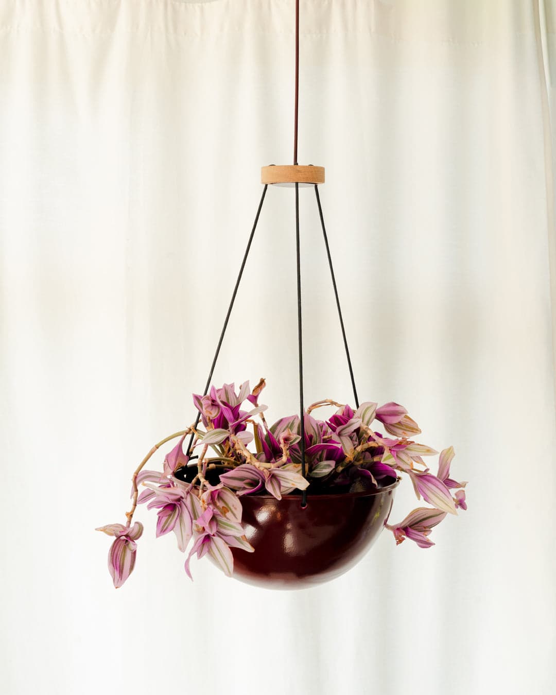 Plant Hemispheres