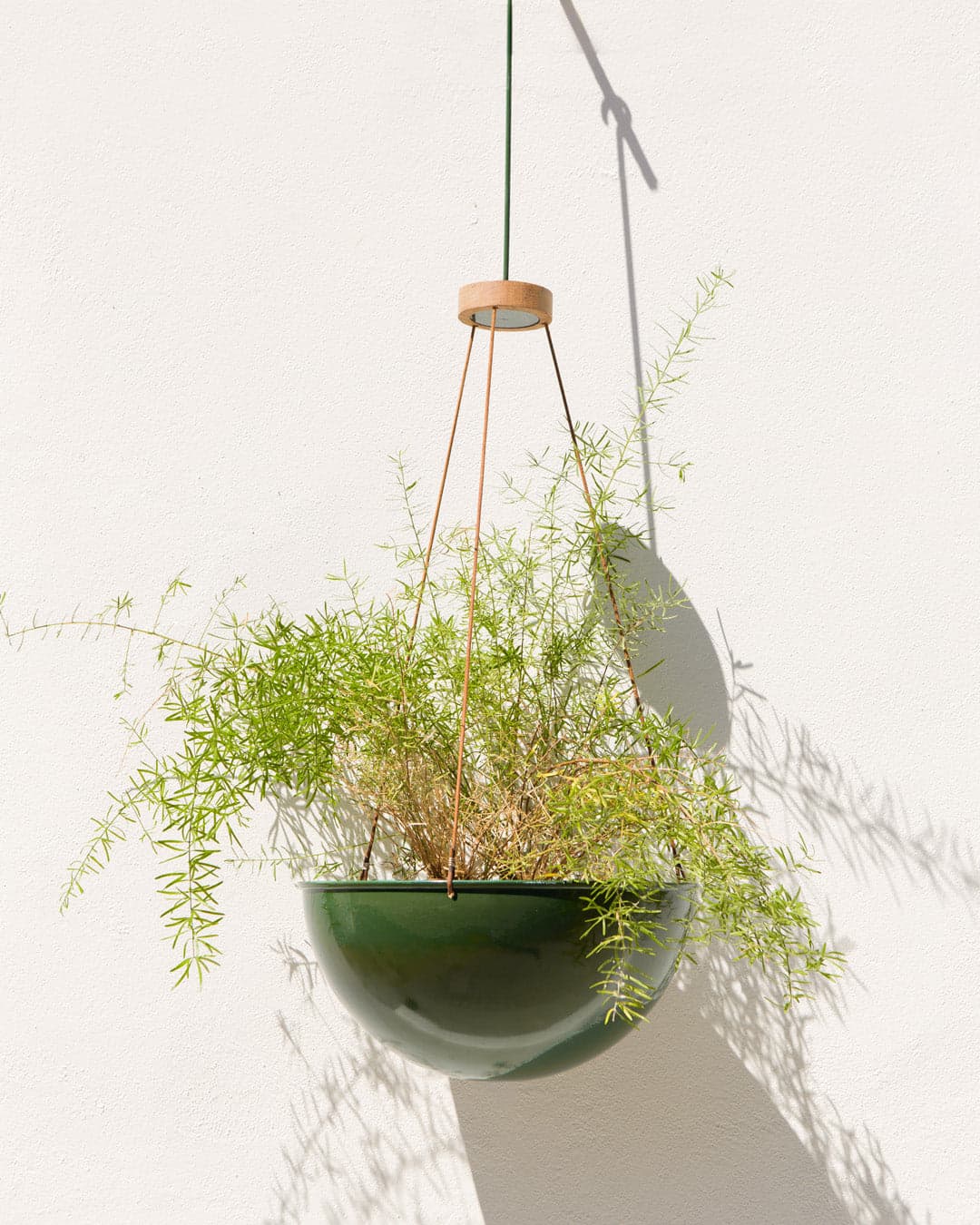 Workshop Sale - Plant Hemispheres